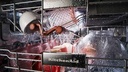 KitchenAid-KDFM404KPS-wash view